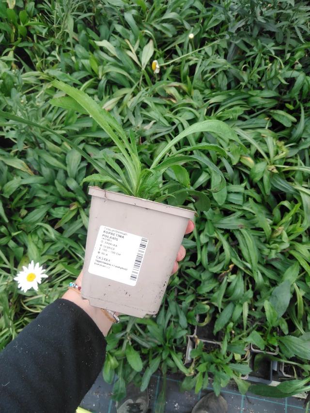 Kopretina Polaris - 2024