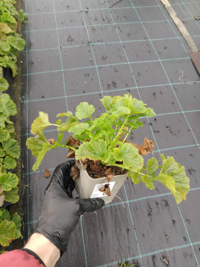 Kuklík Mai Tai - 23. 10. 2025