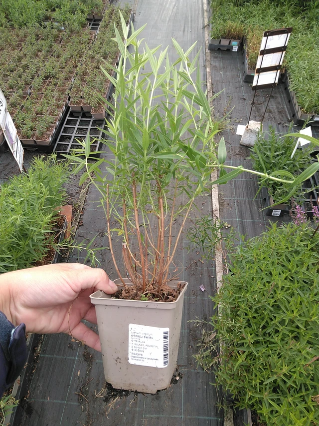 Rantakukka Swirl - 11. 7. 2025