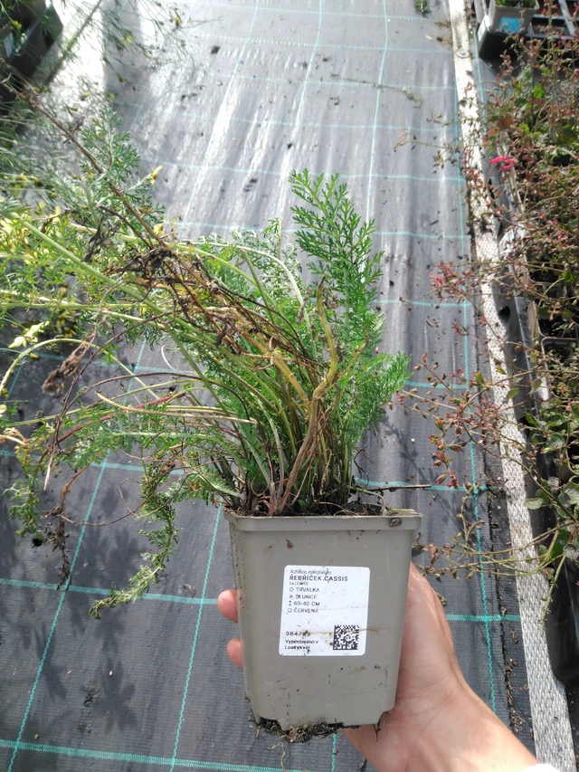 Řebříček Cassis - 11. 9. 2025