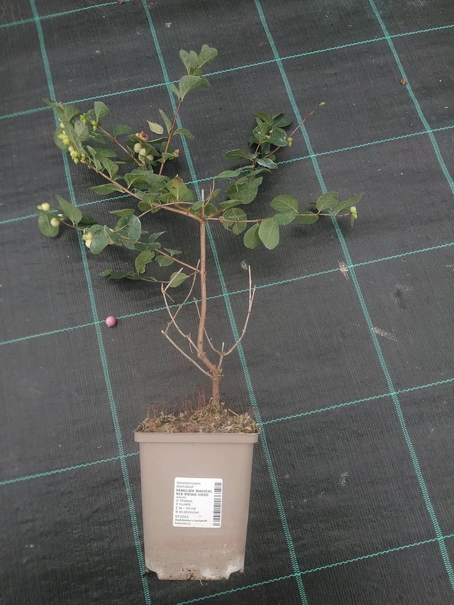 Snowberry Magical Red Riding Hood - 10. 10. 2025