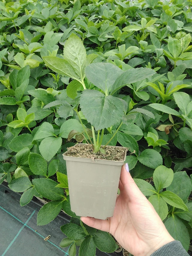 Hellebore Pretty Ellen Pink - 9. 6. 2025