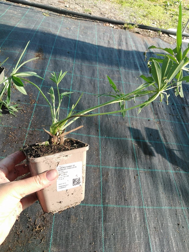 Altramuz Band of Nobles Fräulein - 19. 8. 2025