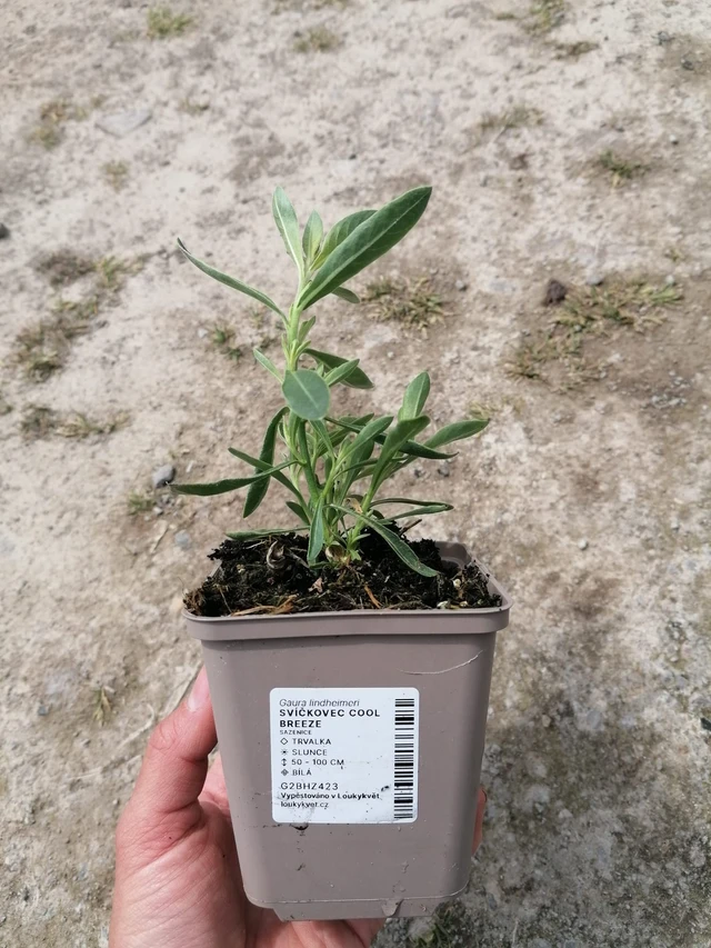 Gaura Cool Breeze - 2024