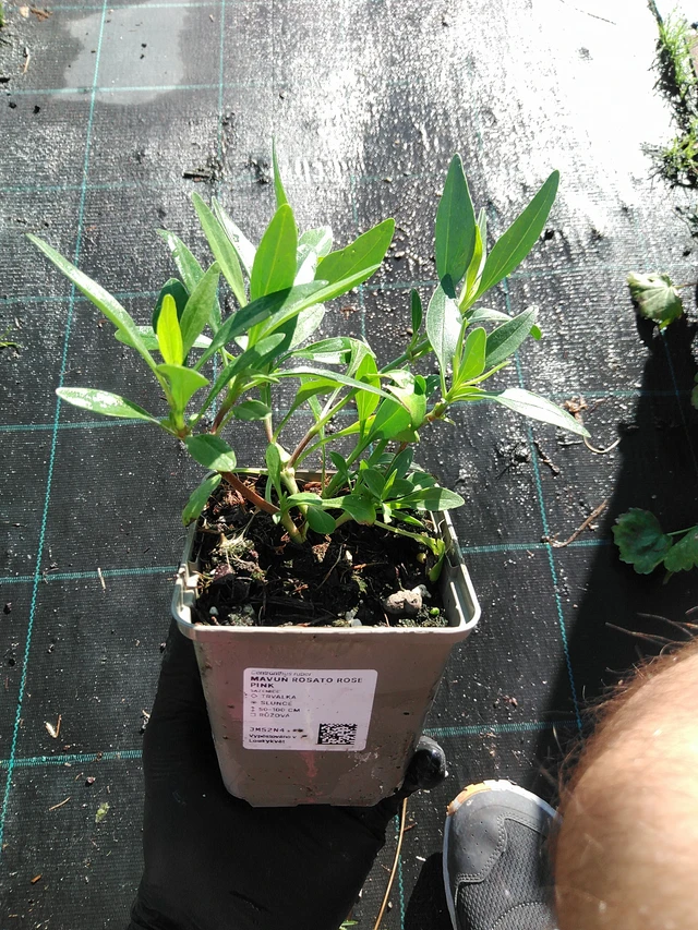 Kukonharja Rosato Rose Pink - 19. 8. 2025