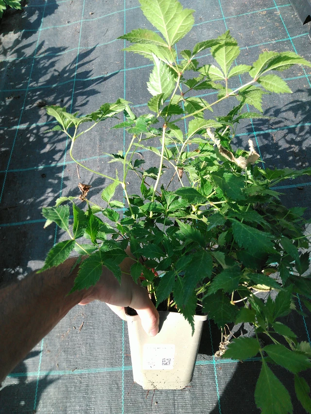 Astilbe Washington - 19. 8. 2025