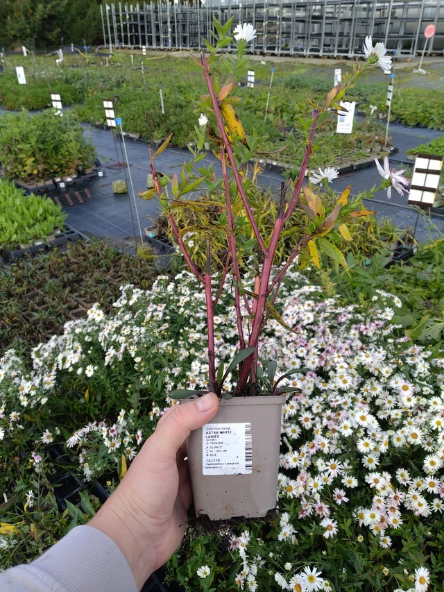 Astra White Ladies - 9. 10. 2025