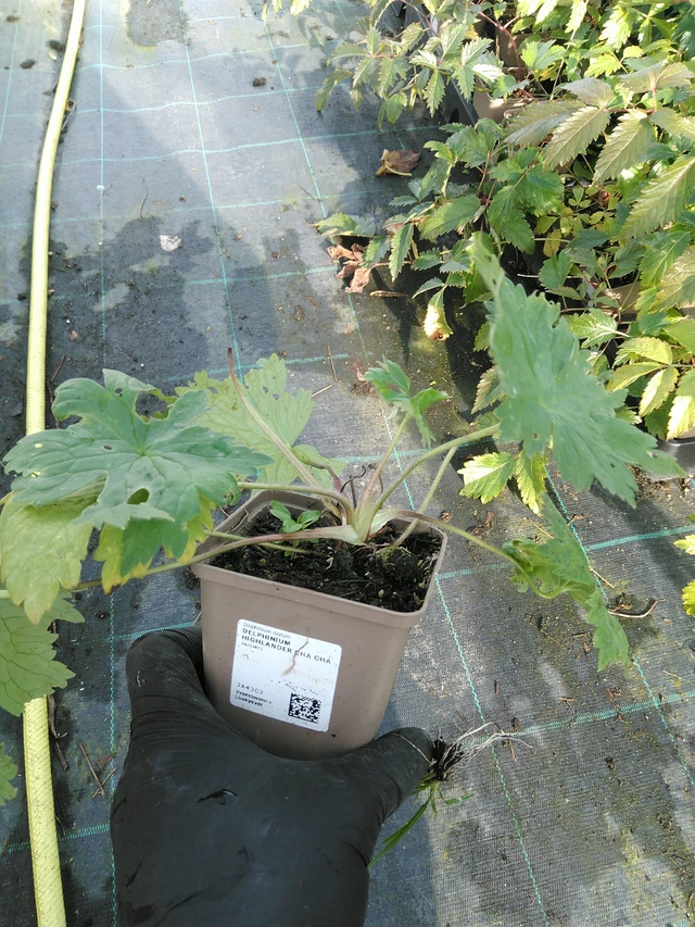 Delphinium Highlander Cha Cha - 31. 10. 2025