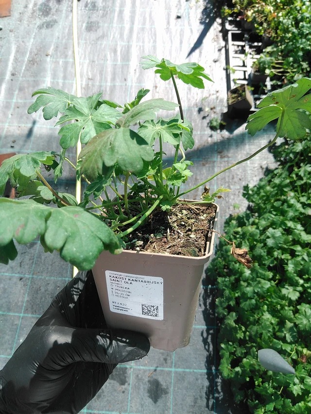 Kurjenpolvi kantabrijský Saint Ola - 19. 8. 2025