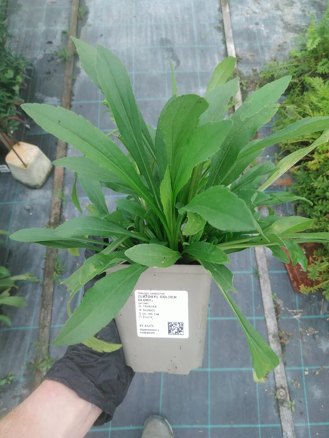 Kanadanpiisku Golden Glory - 10. 9. 2025