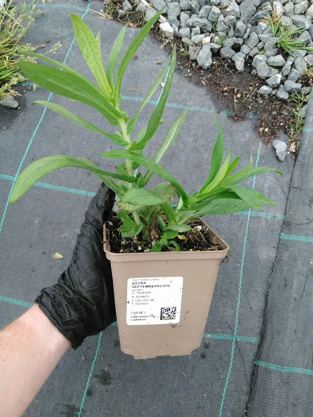 Aster Septemberrubin - 10. 9. 2025