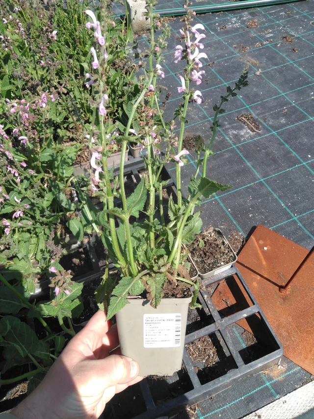 Šalvěj luční Rose Rhapsody - 13. 5. 2025