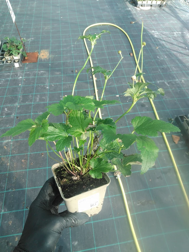 Sasanka plstnatá Robustissima - 13. 10. 2025