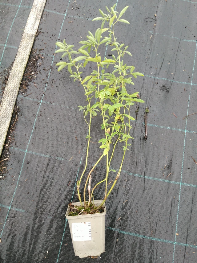 Altramuz - 10. 9. 2025