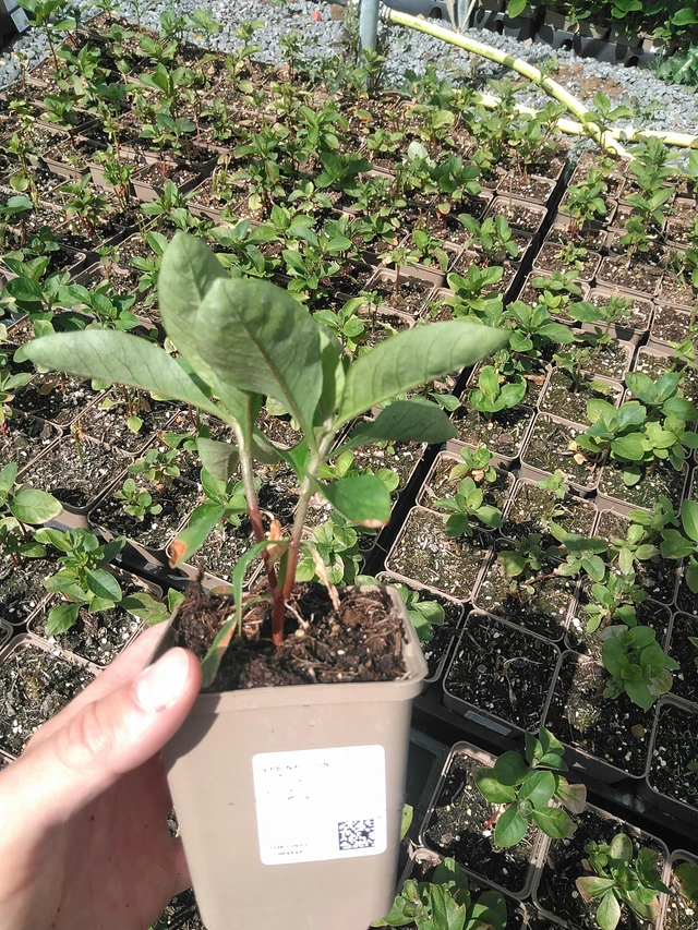 Lisimaquia curvada - 24. 6. 2025