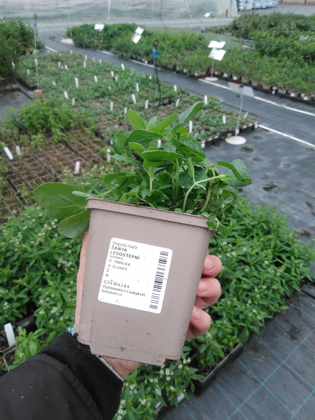 Nepeta siberiana - 2024