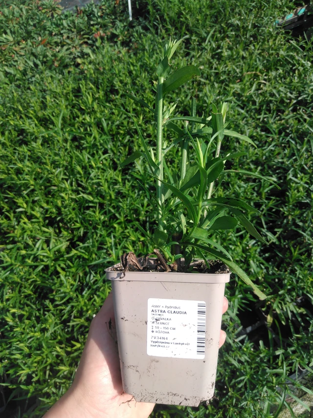 Aster Claudia - 2024