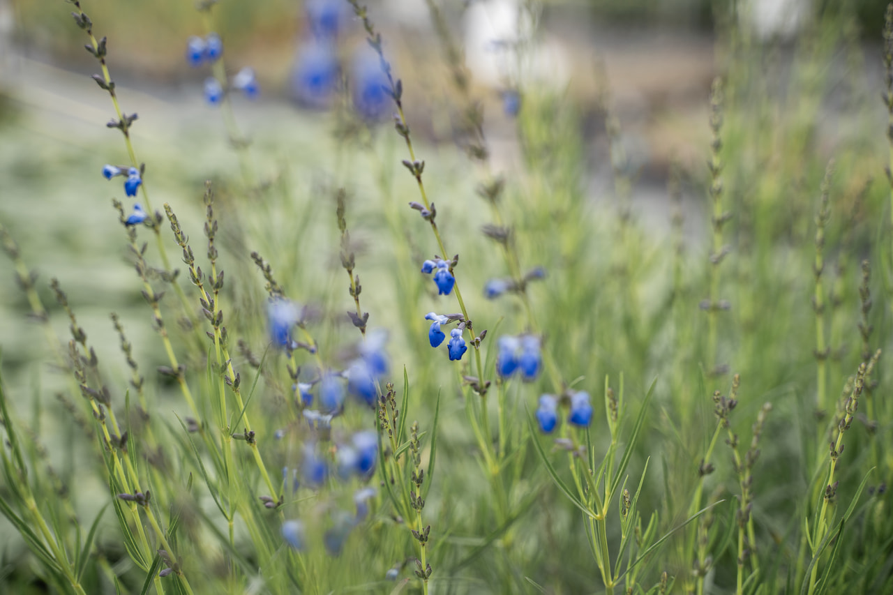 Šalvěj úzkolistá, Loukykvět