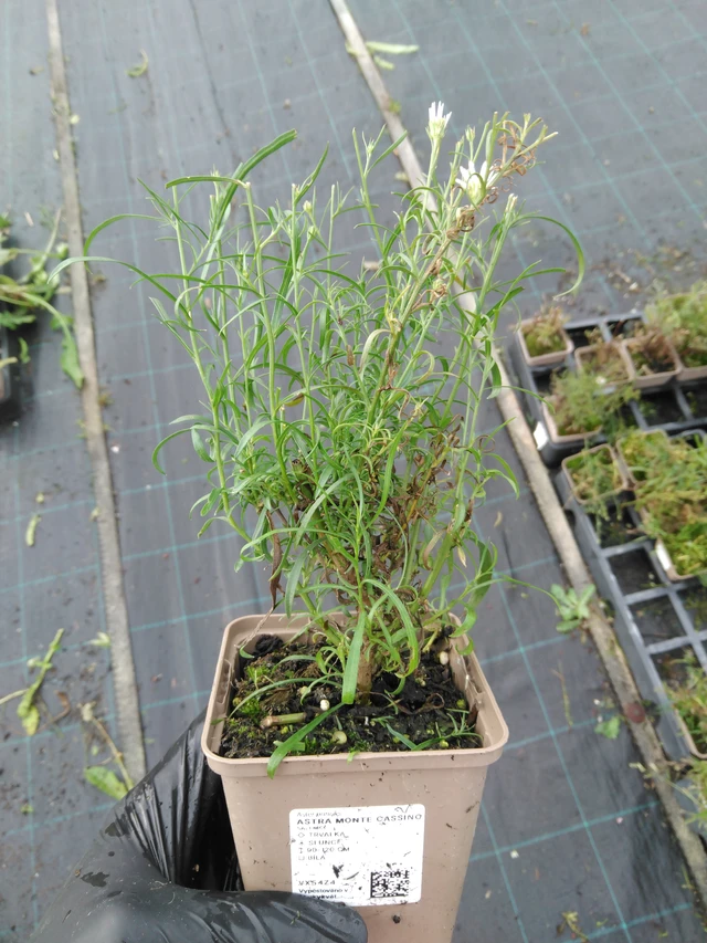 Astra Monte Cassino - 23. 10. 2025