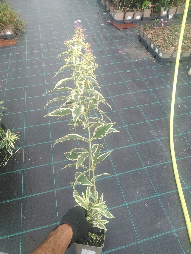 Flox Nora Leight - 10. 9. 2025