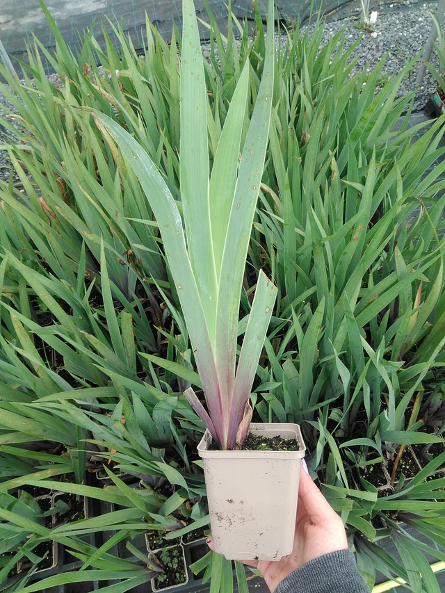 Iiris Lent A. Williamson - 9. 6. 2025