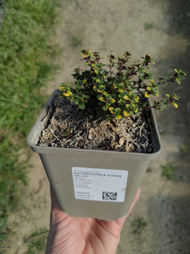 Mateřídouška Doone Valley - 27. 3. 2026