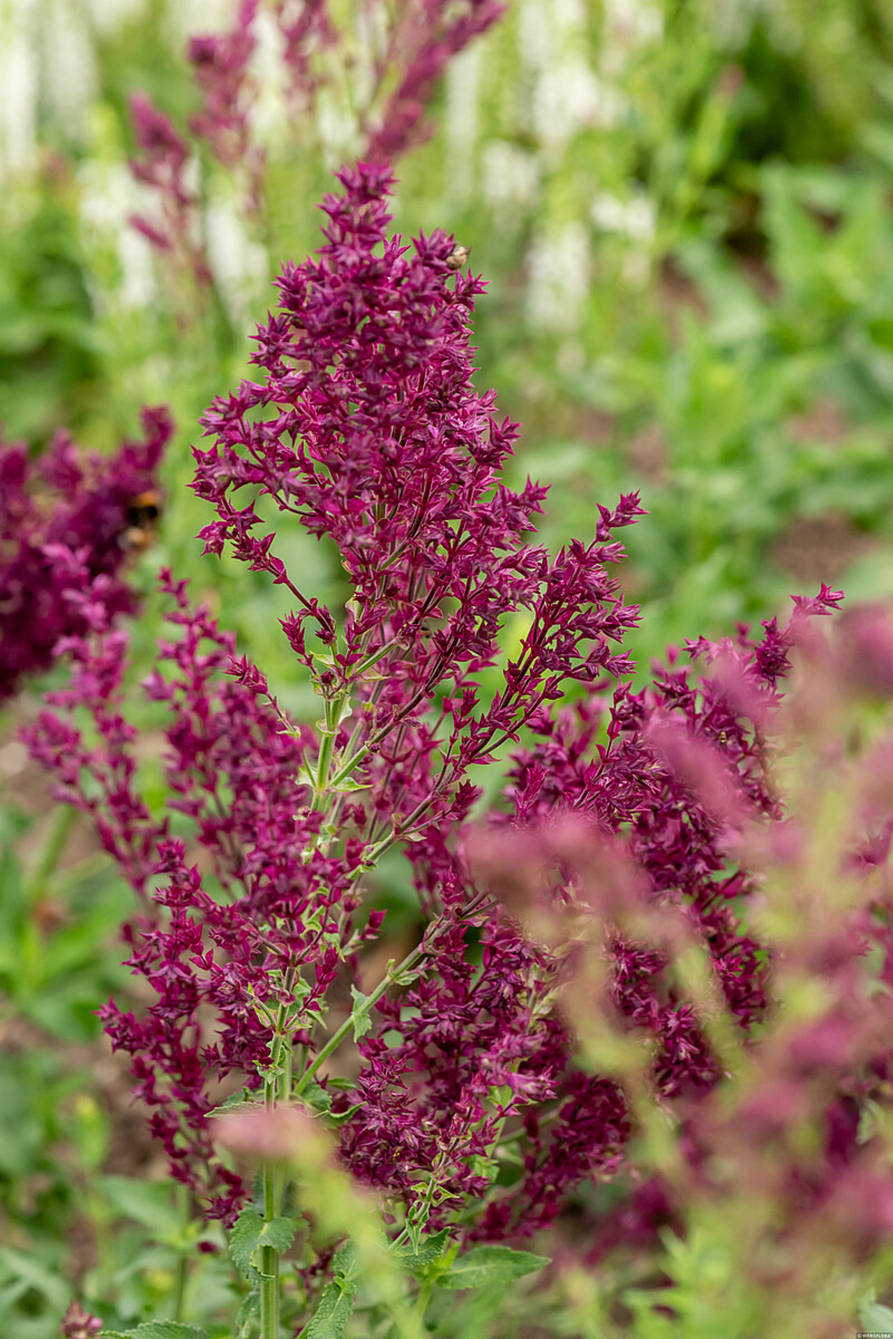 Šalvěj hajní Schwellenburg, Loukykvět