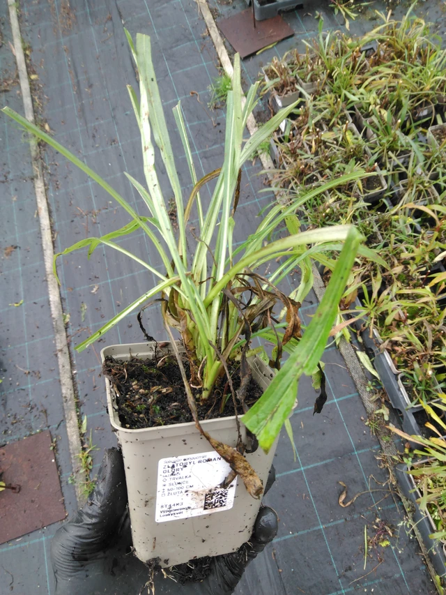 Vara de oro Romantic Glory - 23. 10. 2025