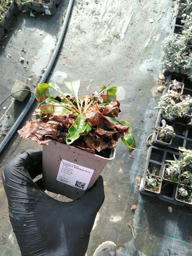 Statice latifolia - 31. 10. 2025