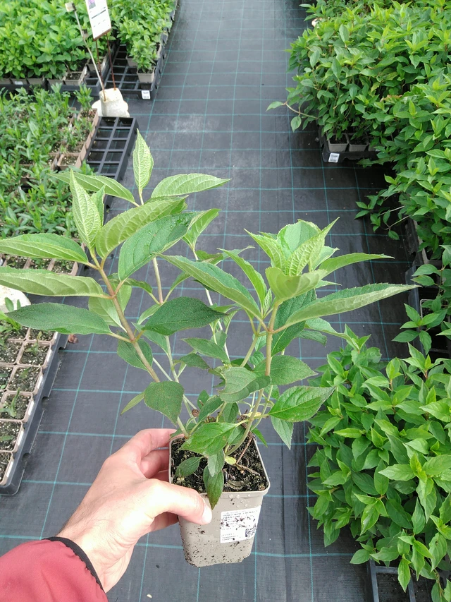 Puutarhahortensia Phantom - 28. 7. 2025