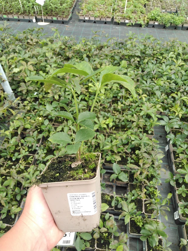 Hellebore Double Ellen White Spotted - 2024