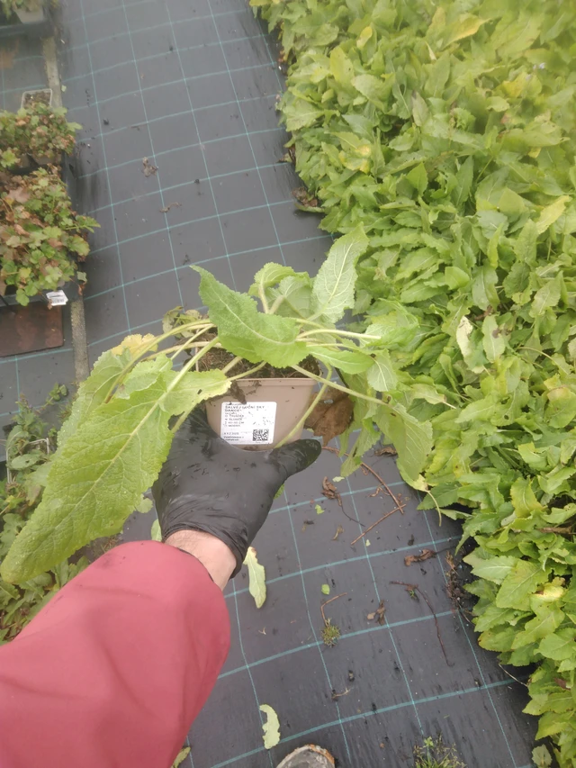 Niittyvirna Sky Dance - 23. 10. 2025