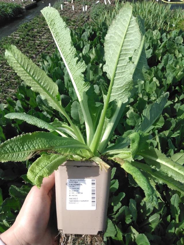 Štětka laločnatá - 2024