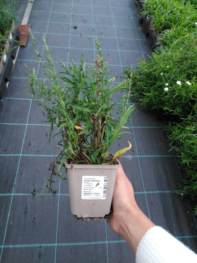 Aster Erlkönig - 11. 9. 2025