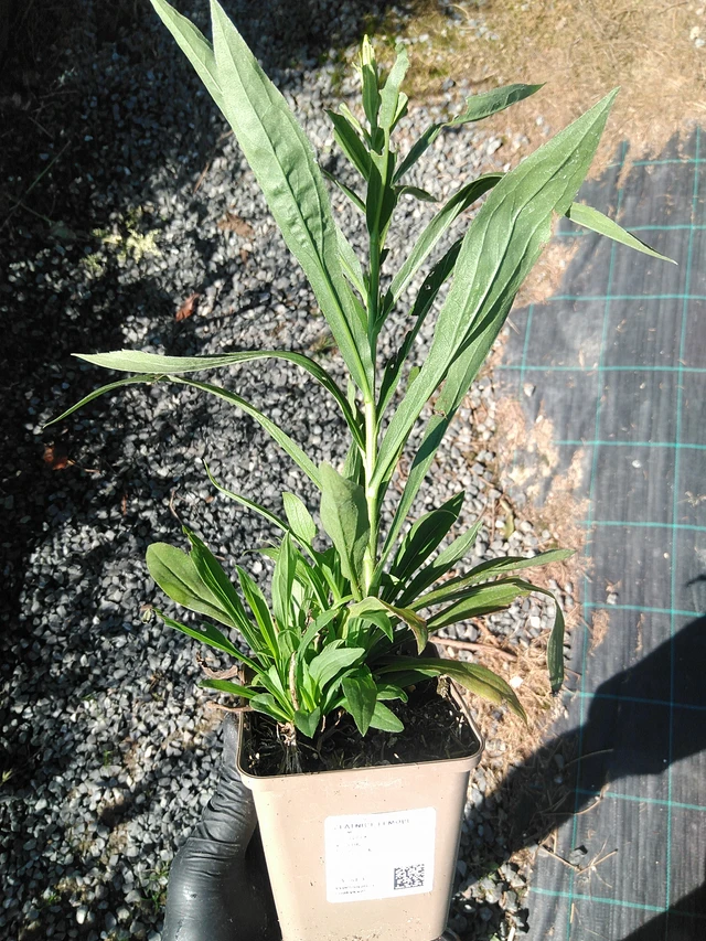 Solidago Lemore - 19. 8. 2025