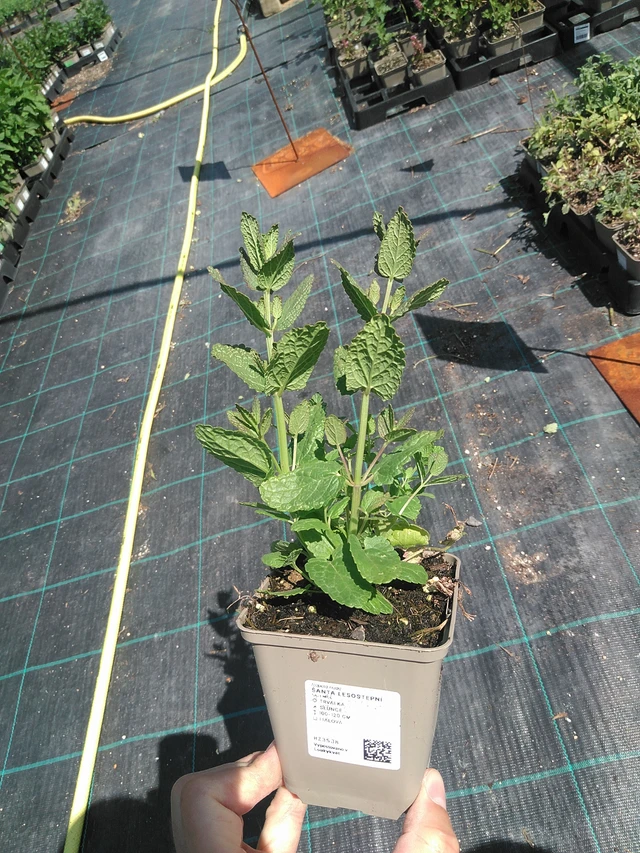 Nepeta siberiana - 24. 6. 2025