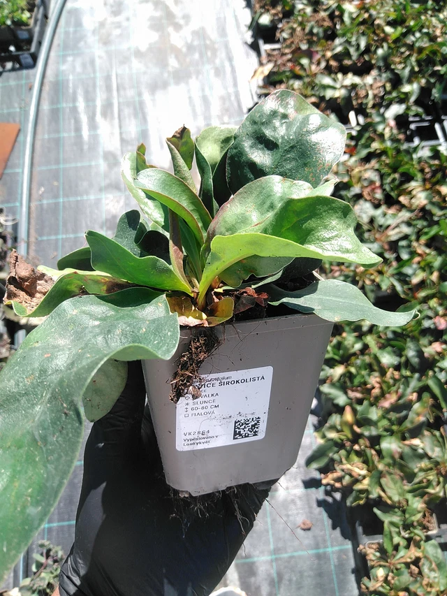 Statice latifolia - 19. 8. 2025