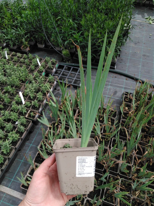 Kosatec Eleonor Roosevelt - 2024