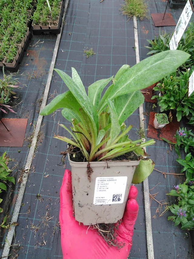 Aciano de montaña - 29. 7. 2025