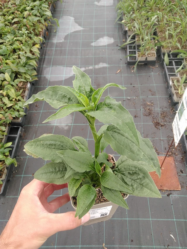 Punahattu Aloha - 7. 7. 2025