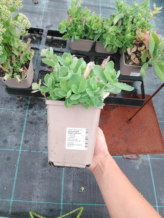 Rozchodník Herbstfreude - 10. 9. 2025