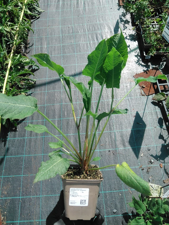 Knotweed Fat Domino - 19. 8. 2025