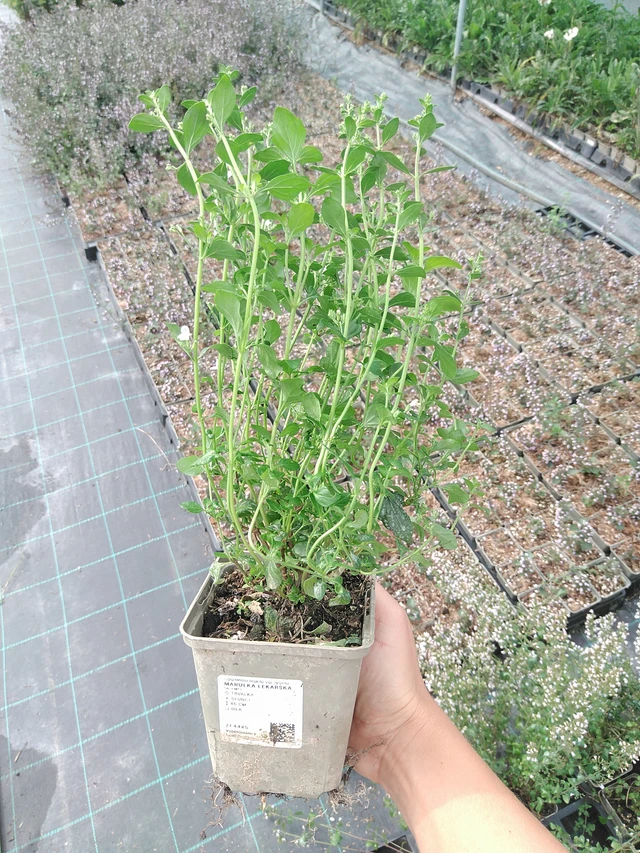 Päivänkakkara rohtopäivänkakkara - 10. 9. 2025