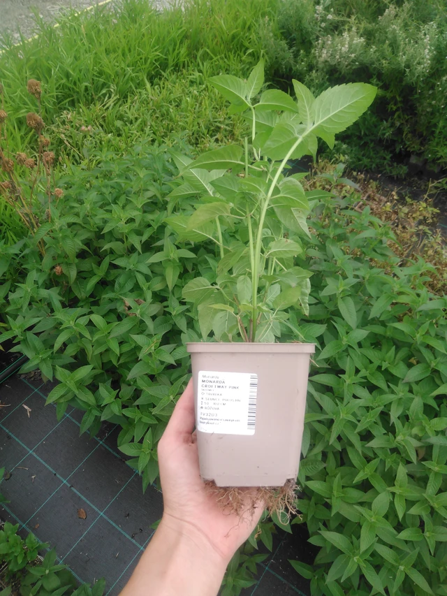 Monarda Croftway Pink - 2024