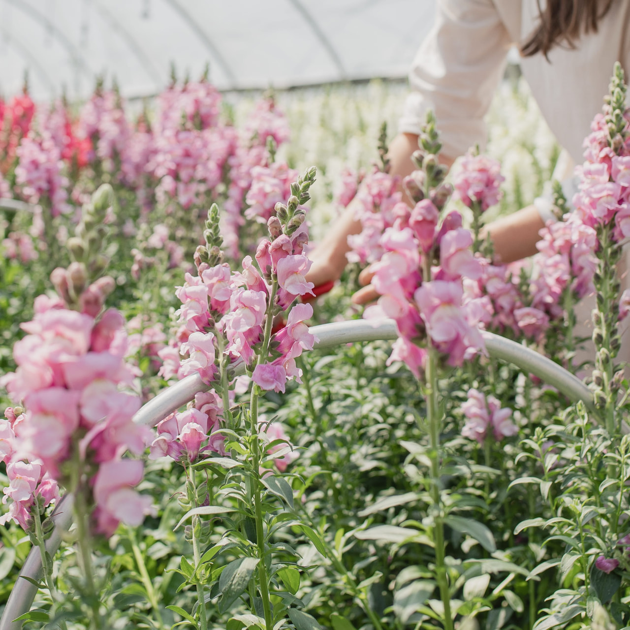 Leeuwenbek Potomac Lavender, Loukykvět
