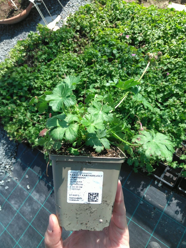 Kurjenpolvi Cambridge - 20. 6. 2025