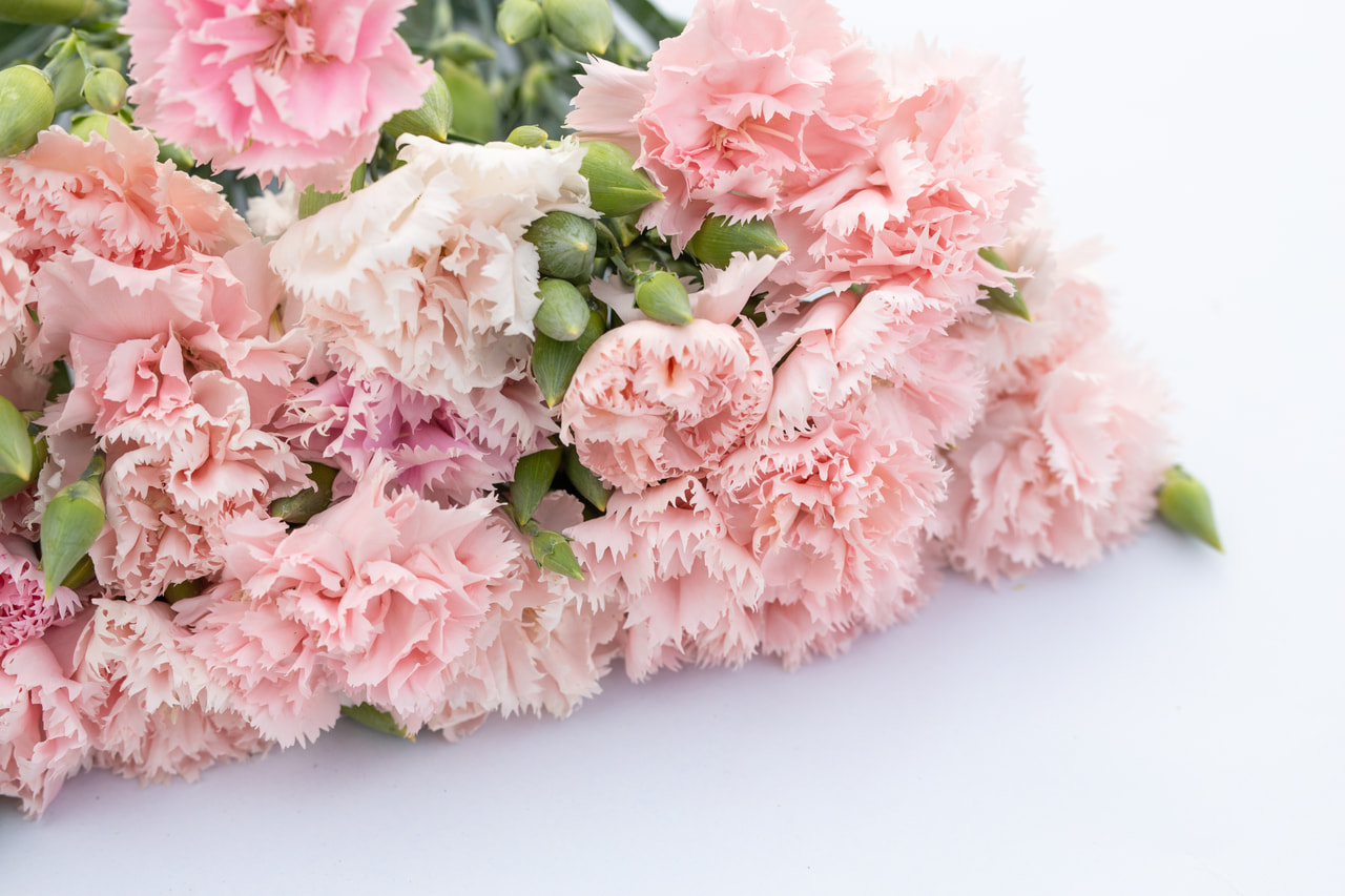 Karafiát Chabaud La France, Loukykvět