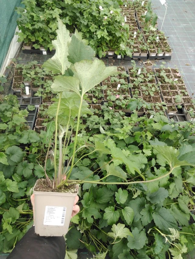 Sasanka japonská Andrea Atkinson - 2024