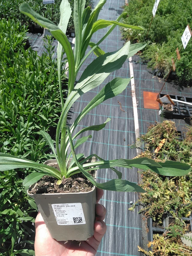 Kanadanpiisku Golden Glory - 24. 6. 2025