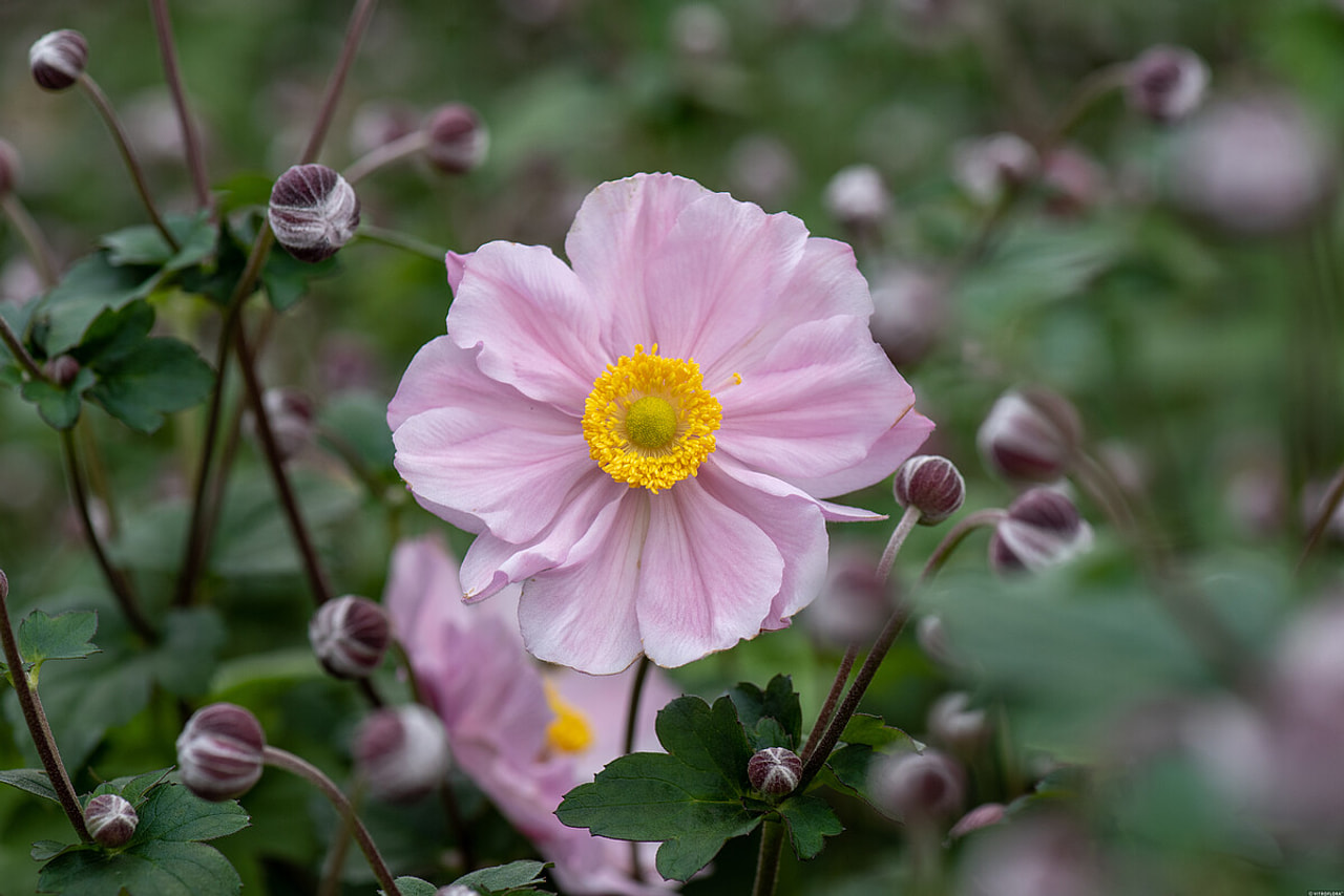 Japonska vetrnica Serenade, Loukykvět